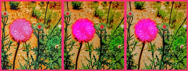 Fuchsia Rocks Print