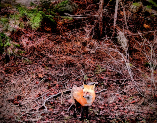 Pink Fox Print