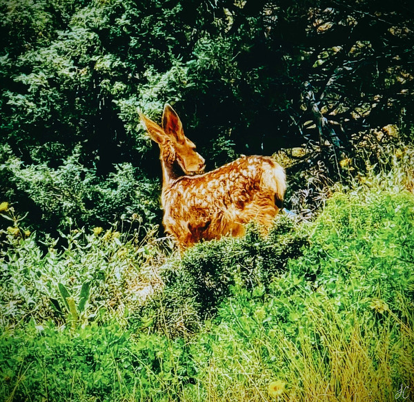 Spots Print