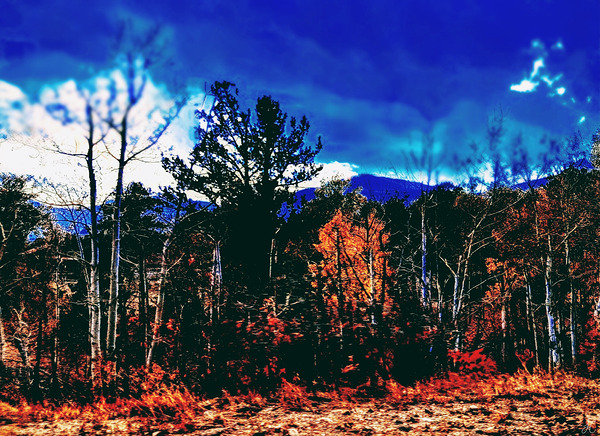 The Secret Forest Print