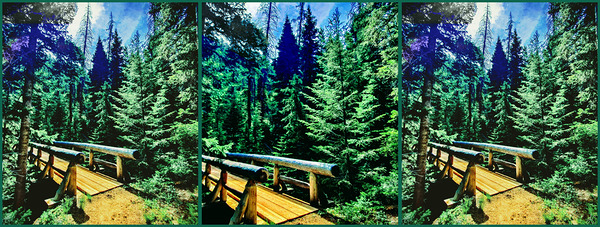 Through the Forest Print