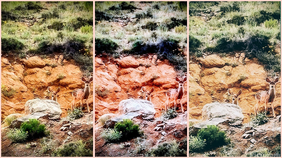 Photos to Canvas