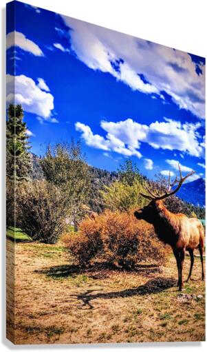 Drama King Elk Canvas Print