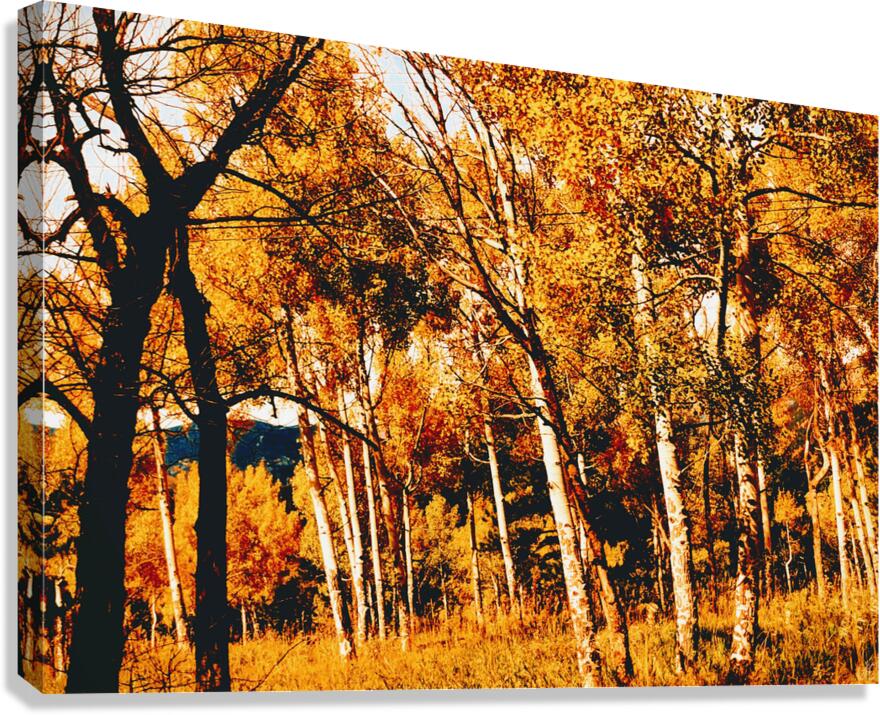 The Haunted Hall Canvas Print