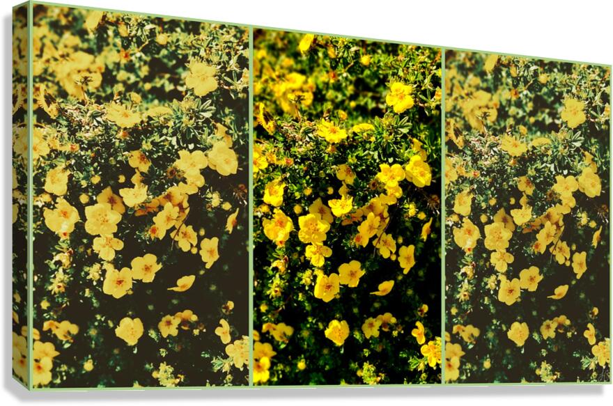 Butter Print Canvas Print