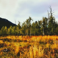The Wicked Wood