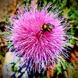 Bumble Thistle