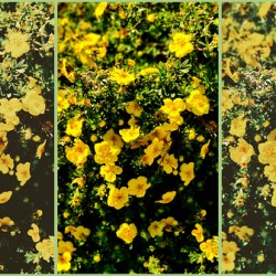 Butter Print