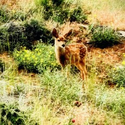 Dandelion Deer