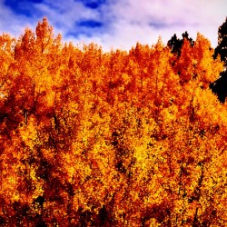 Forest Fire