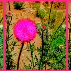 Fuchsia Rocks