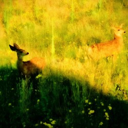 Gilded Youth