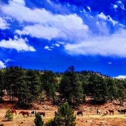 Golden Horse
