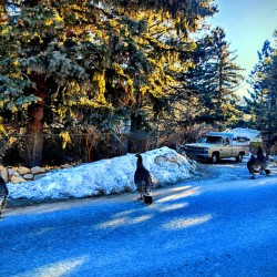 Golden Light and Turkeys