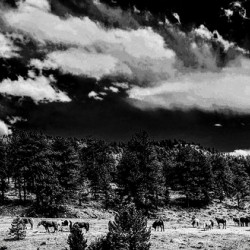 Horse Sky