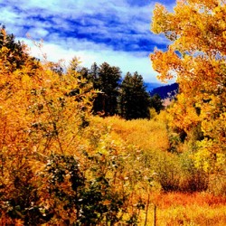 Pumpkin Glen