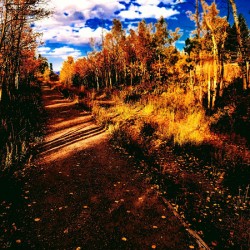 Pumpkin Path