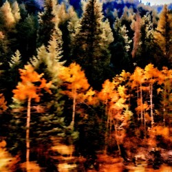 The Forest Flees