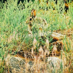 The Observer Observed