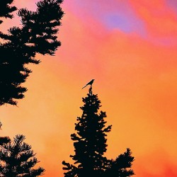 The Precarious Dawn