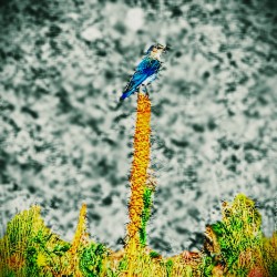 There s Been A Bird Malfunction