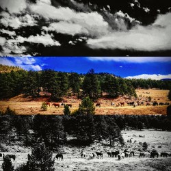 Wild Horses