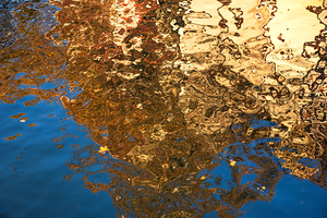 Autumn leaves floating in canal water