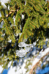 Ice Reindeer on Fir Branch. Winter Nature Magic.