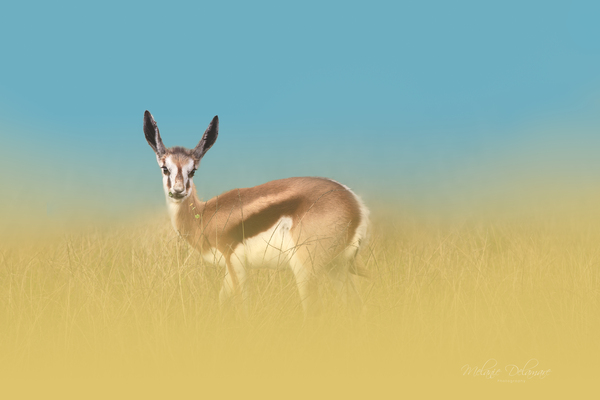 Springbok Dream Print