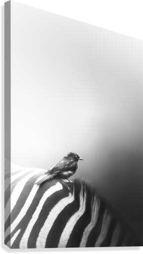 Drongo Style Canvas Print