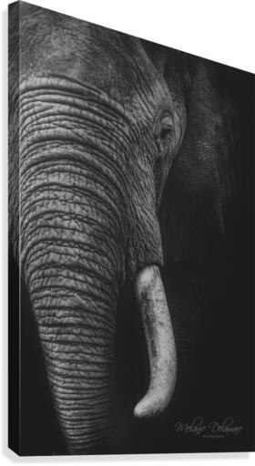 Bully Canvas Print