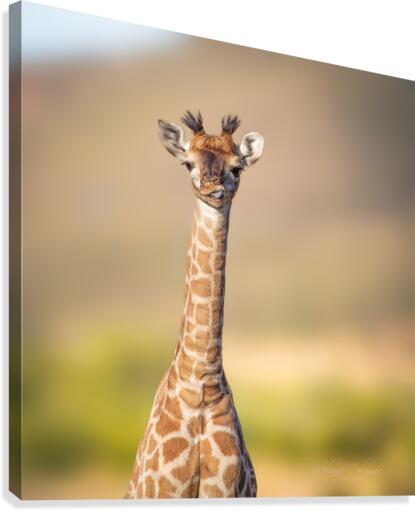 Silly Giraffe Canvas Print