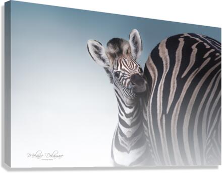Zebra Foal Canvas Print