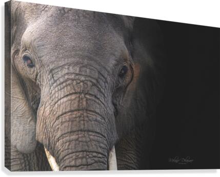 Bonnie Canvas Print