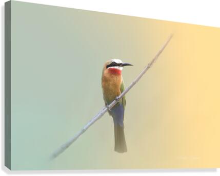 White Fronted Bee Eater Canvas Print