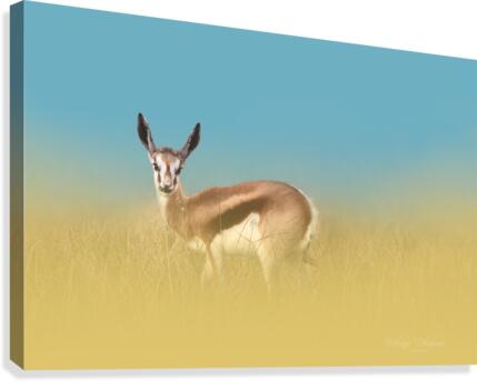 Springbok Dream Canvas Print
