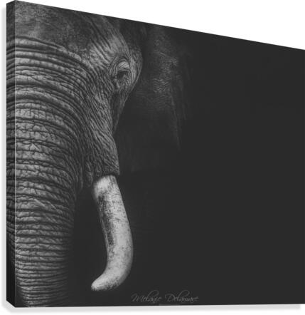 Bully in Square Canvas Print