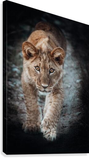 Simbas Look Canvas Print