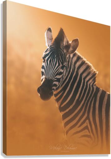 Gleaming Zebra Canvas Print