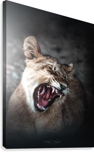 Blinded Cub Canvas Print