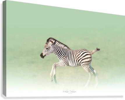 Running Zebra Canvas Print