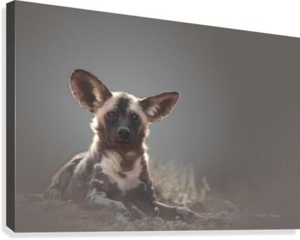 Backlight Beauty Canvas Print