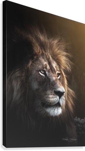 Glowing Lion Canvas Print