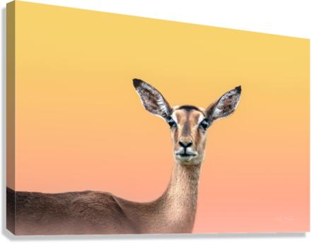 Dreamy Impala Canvas Print