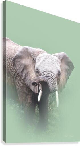 Trunk Attitude Canvas Print