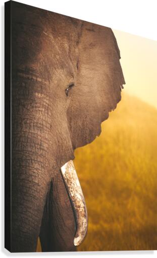 Golden Bully Canvas Print