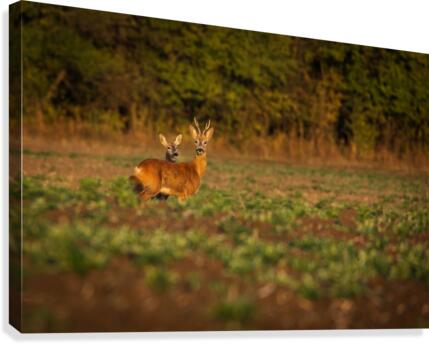 3W3A4268 Canvas Print