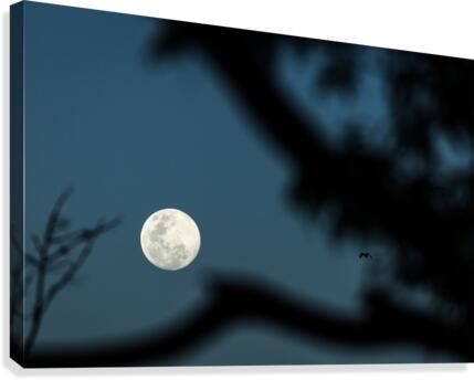 3W3A6357 copy Canvas Print