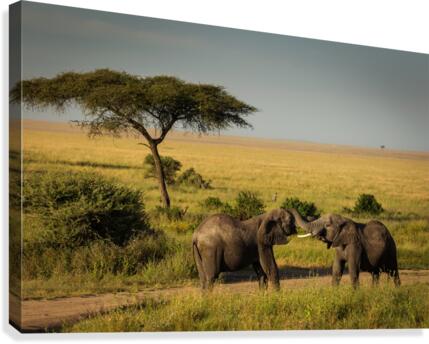 3W3A8639 copy Canvas Print