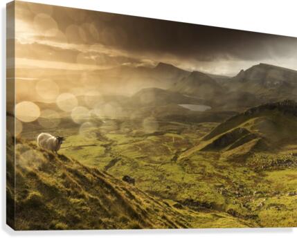 9W8A2346copy Canvas Print